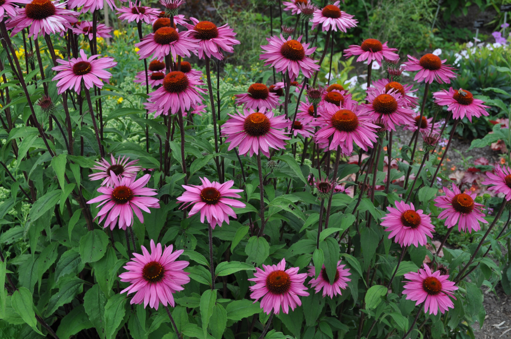 Image result for purple coneflower
