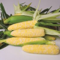 nirvana sweet corn