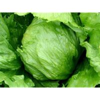 Lettuce - Heading Varieties
