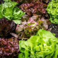 Lettuce - Loose Leaved Varieties
