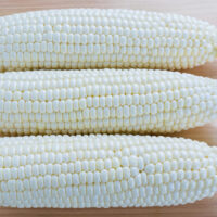 White Hybrid Sweet Corn