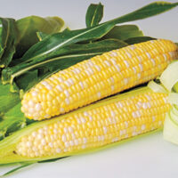 Bicolor Hybrid Sweet Corn